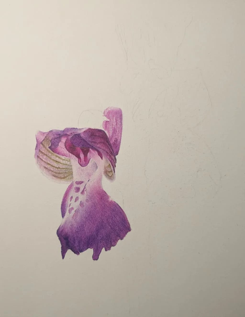 Orchid Blossom