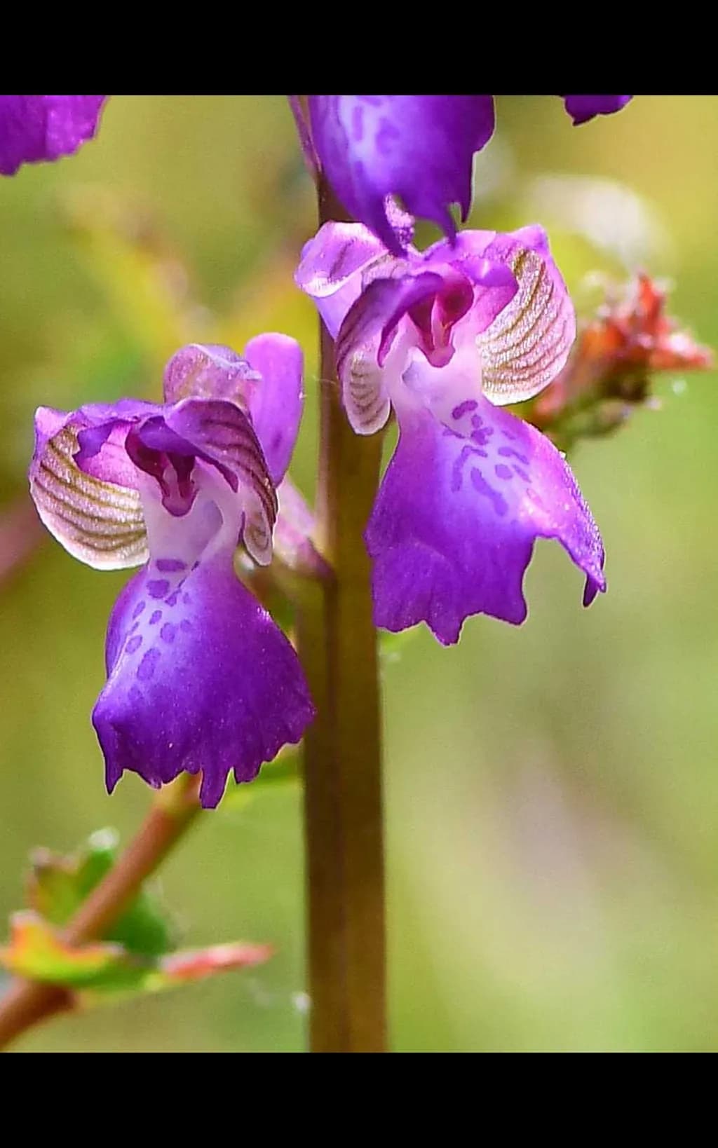 Purple Dance