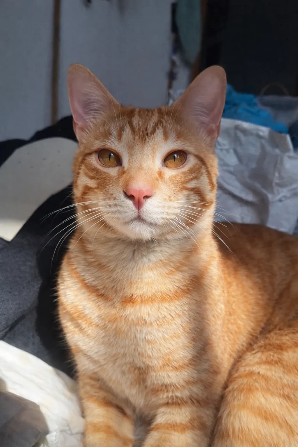 Amber Gaze