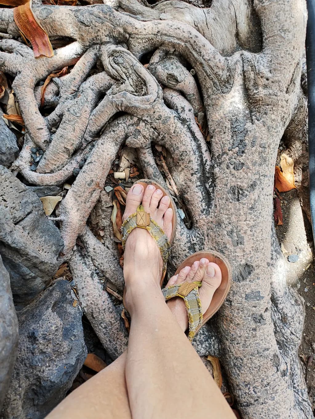 Tangled Roots