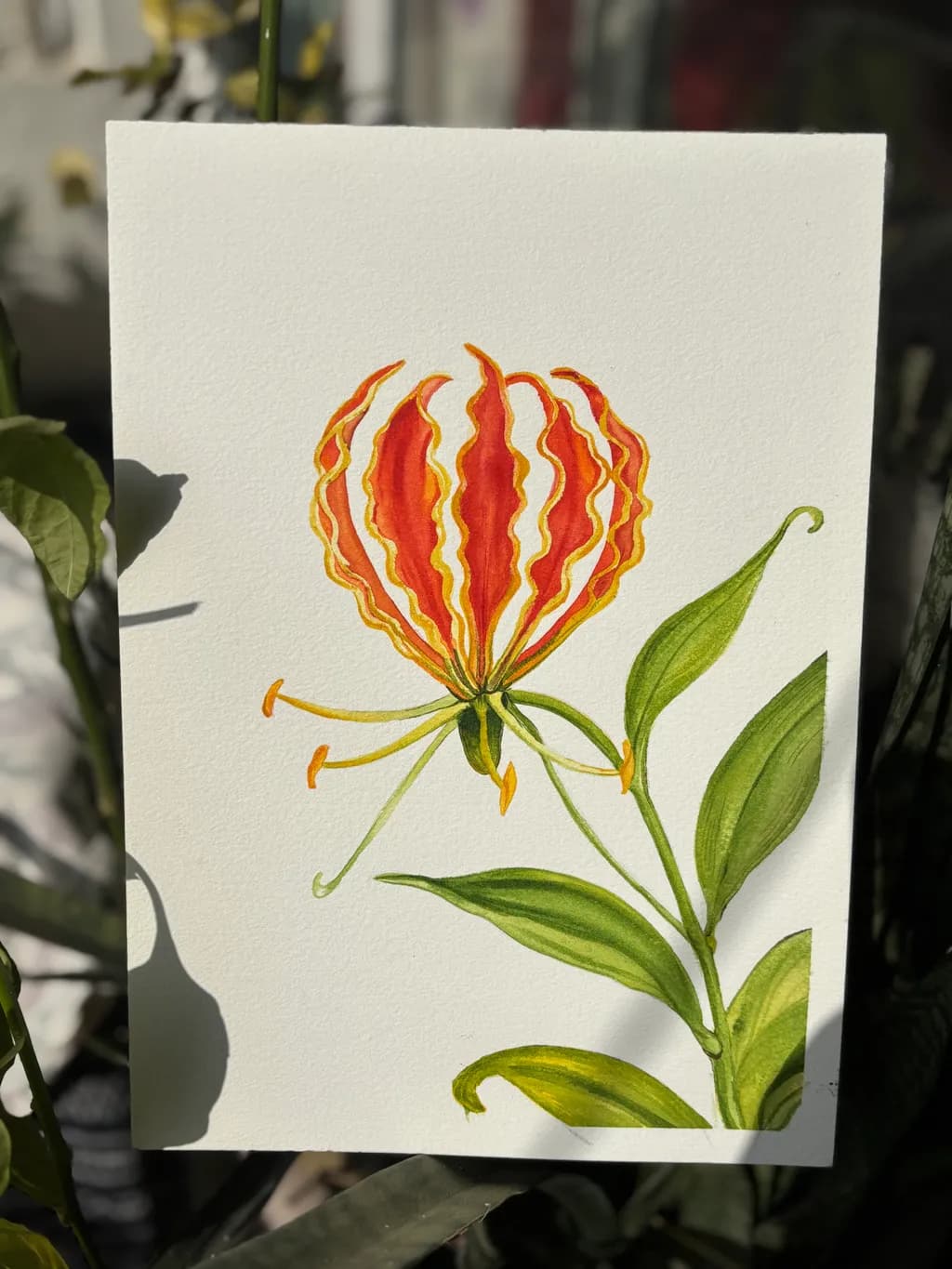 Gloriosa Lily