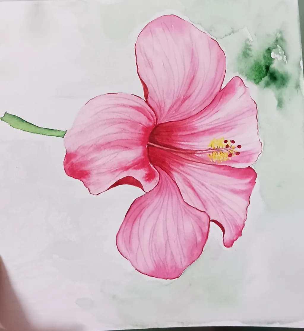 Pink Hibiscus Bloom