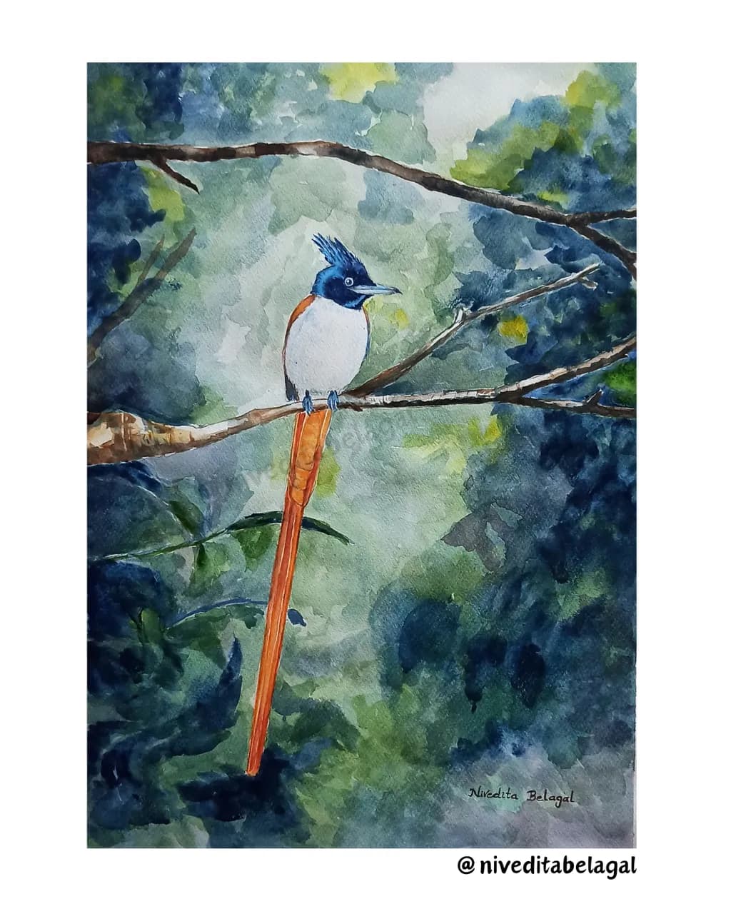 Crested Paradise Bird