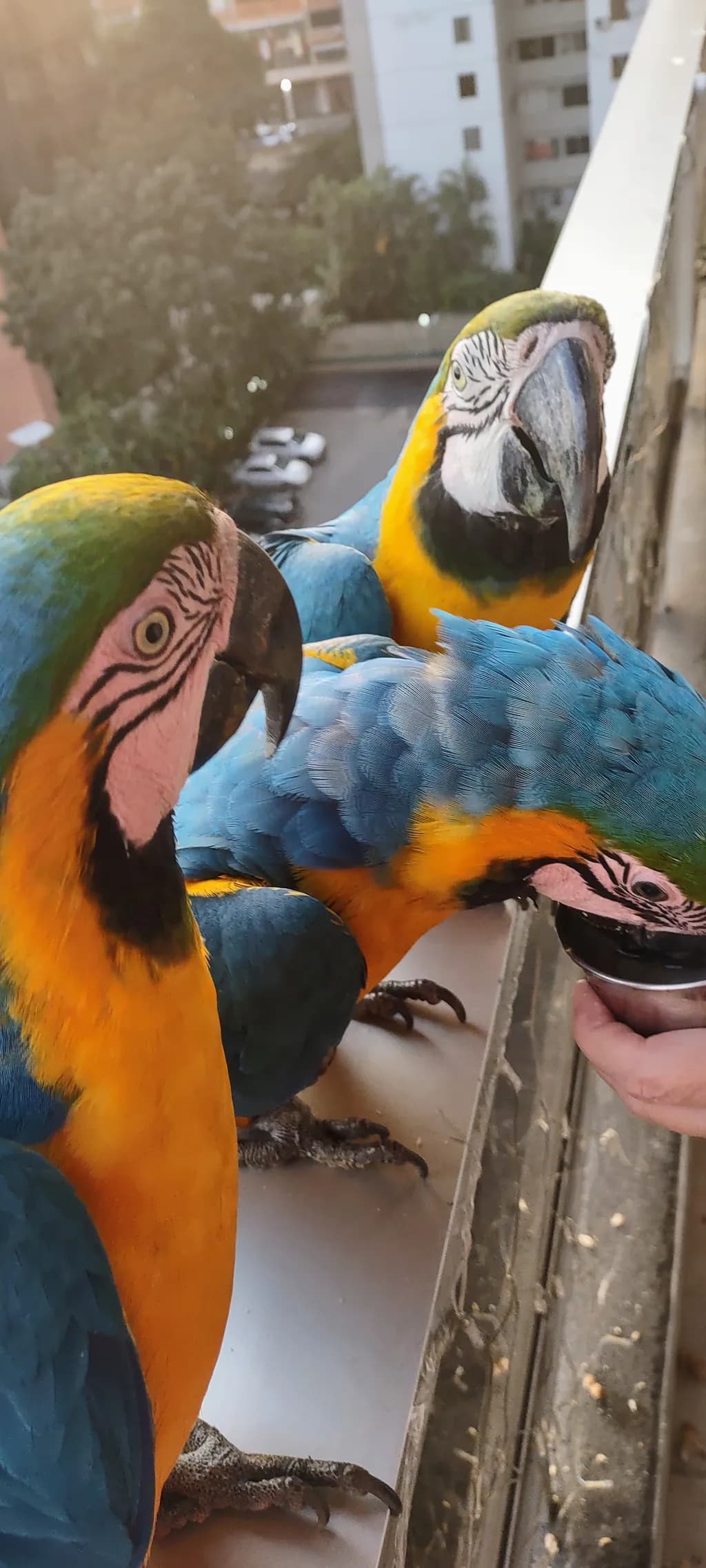 Macaw Moment