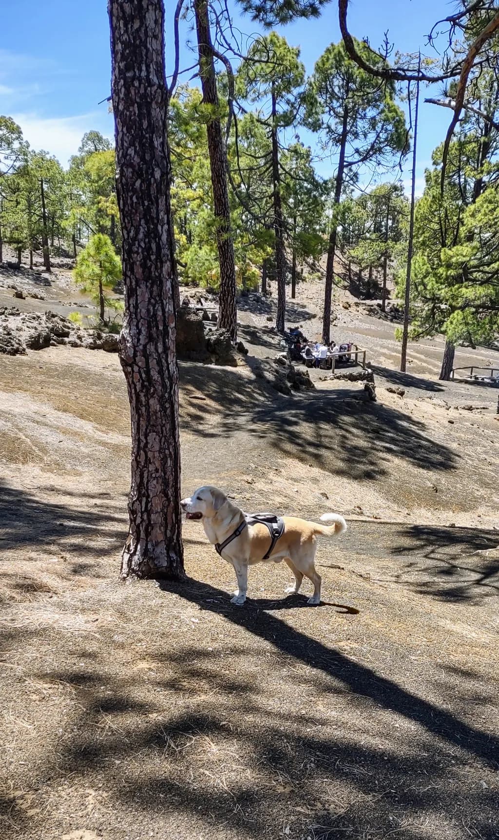 Ron in the Pines