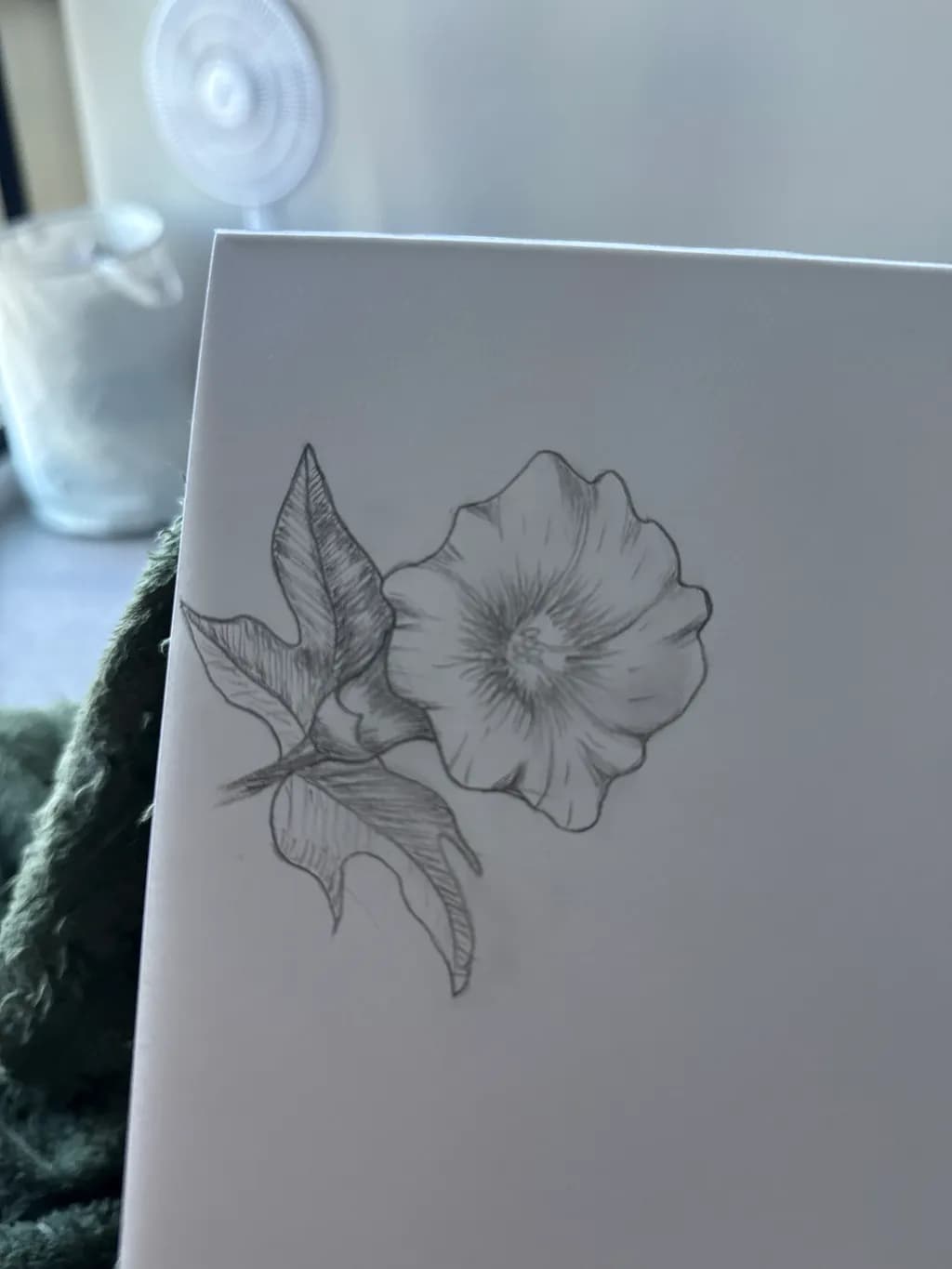 Morning Glory Sketch