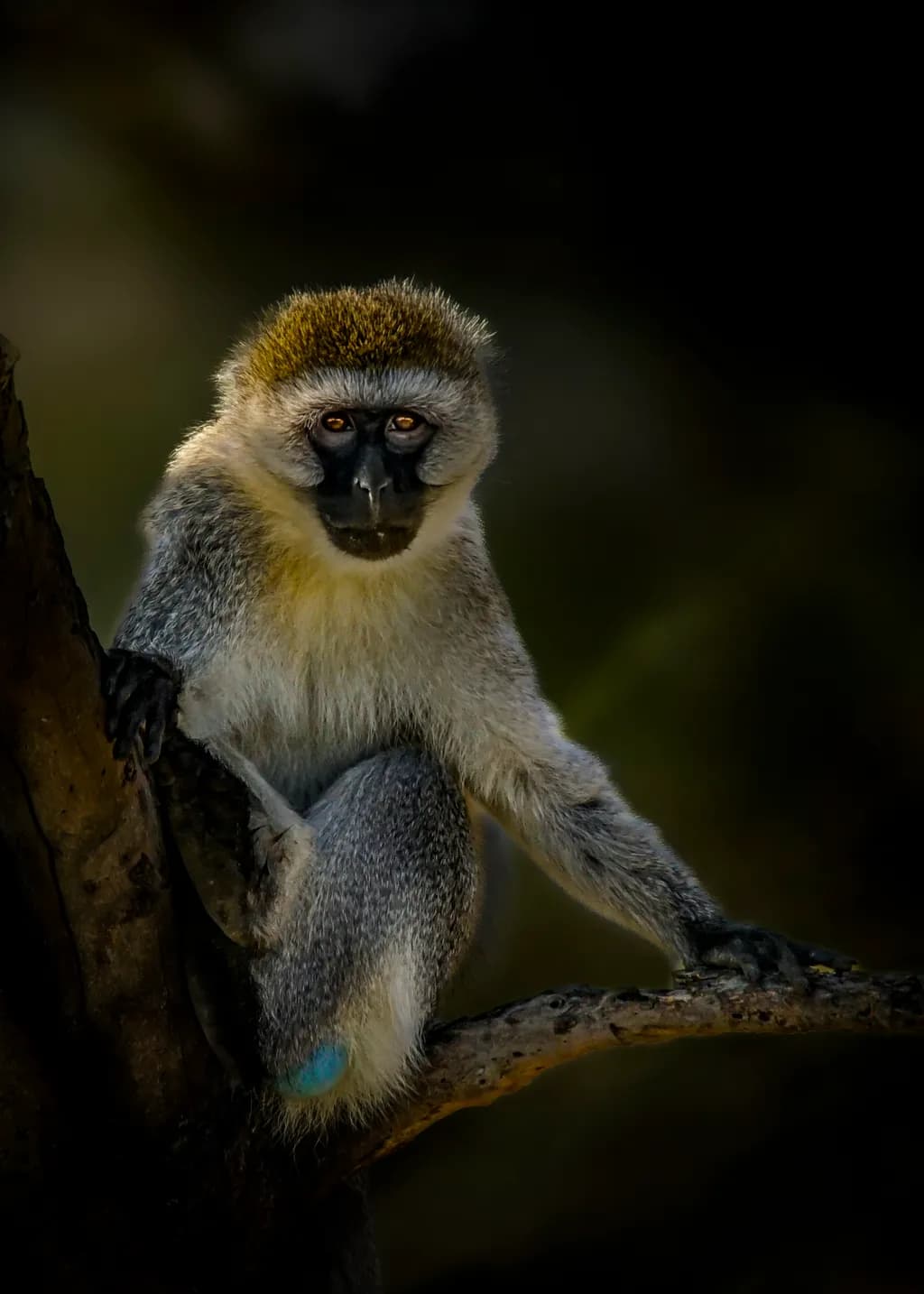 Portret van een nieuwsgierig Vervet aapje in Tanzania.