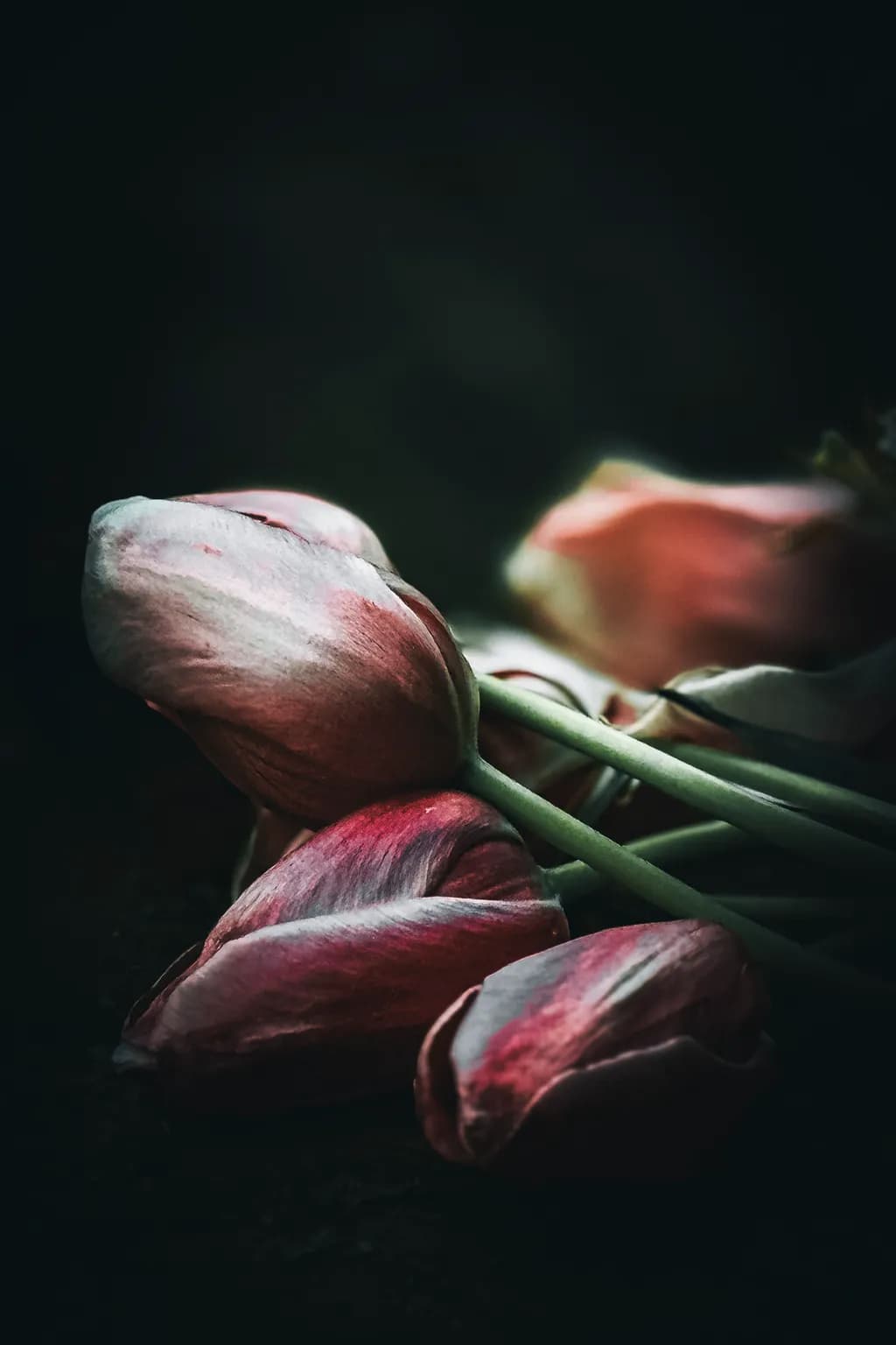 Faded Tulips in Dark Light