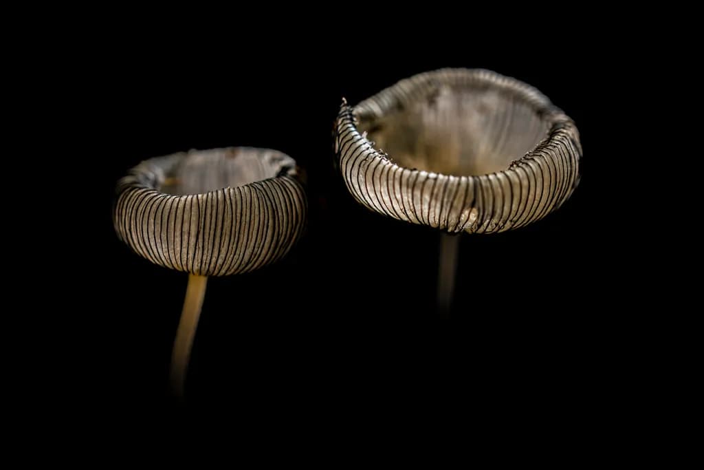 Shadowed Caps