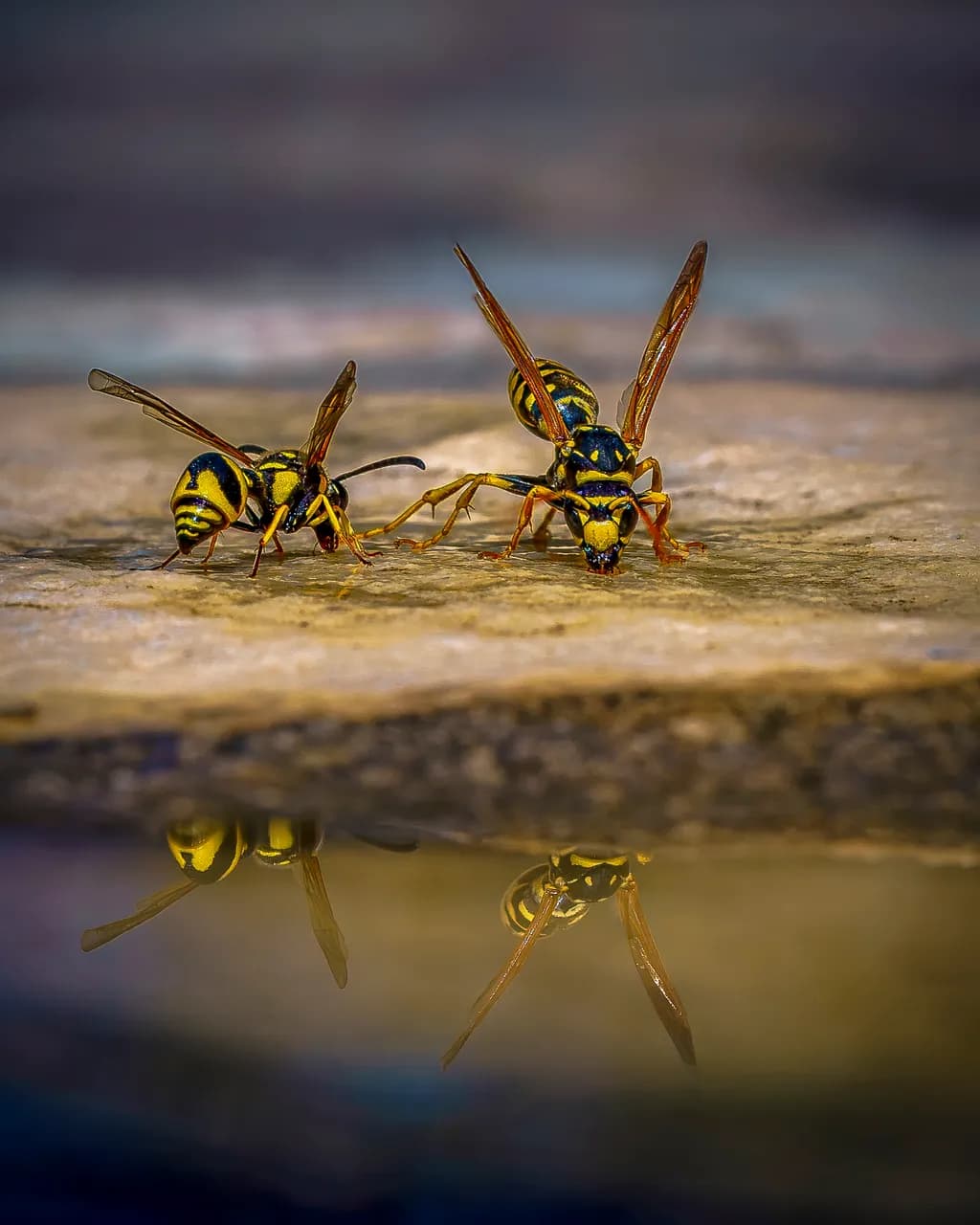 Thirst at the Waterline