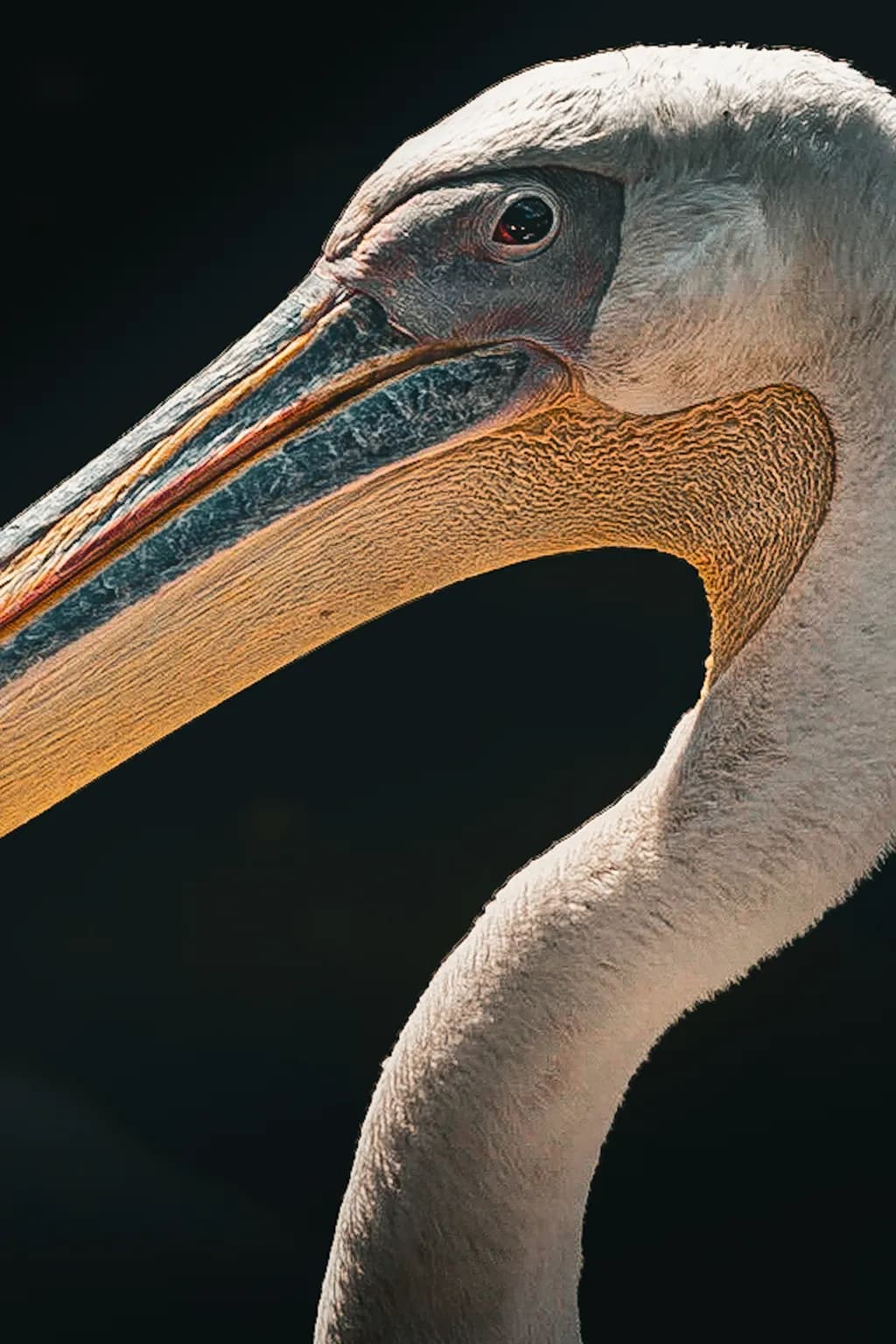 Beekse Bergen Pelican