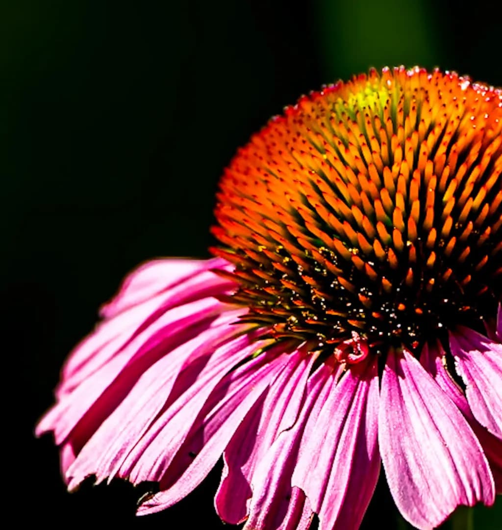 Spiked Radiance