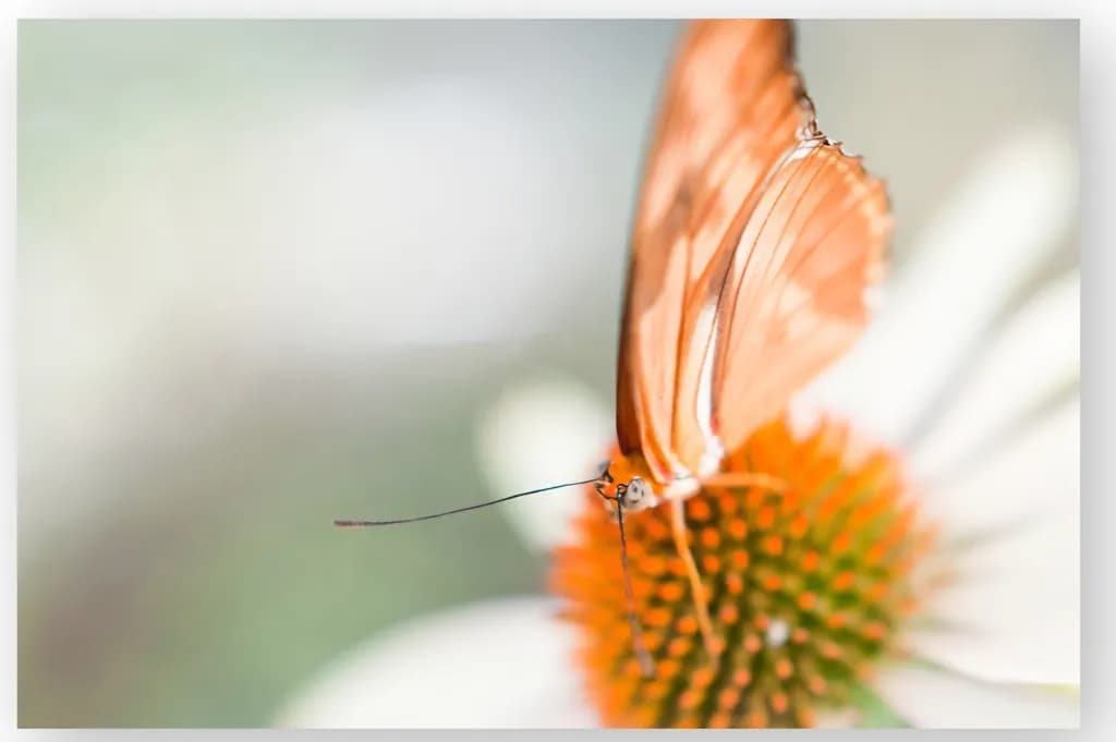 Delicate Landing