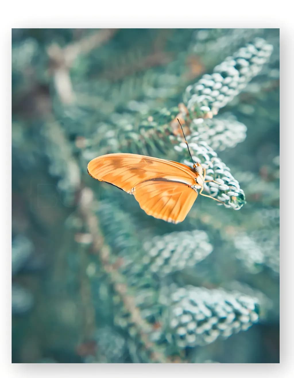 Orange Flight