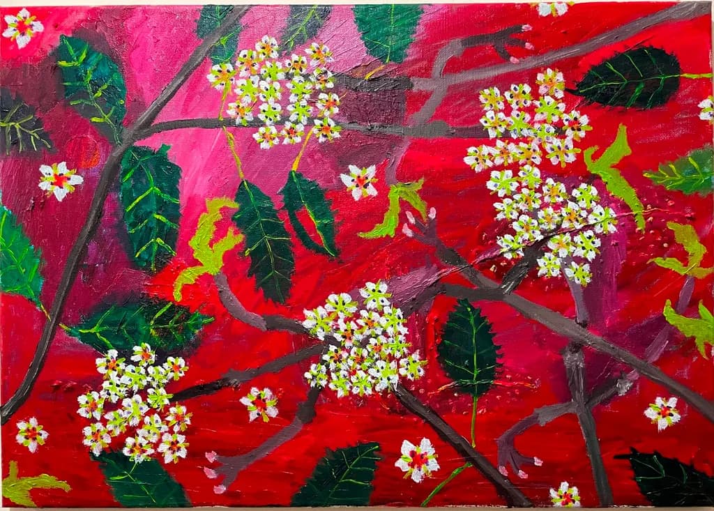 Prunus X yedoensis 05