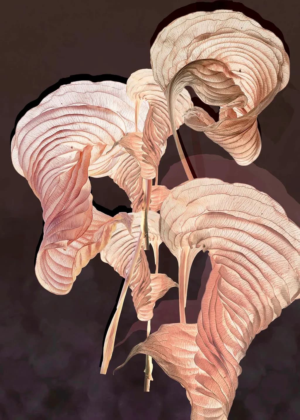 Hosta Flow