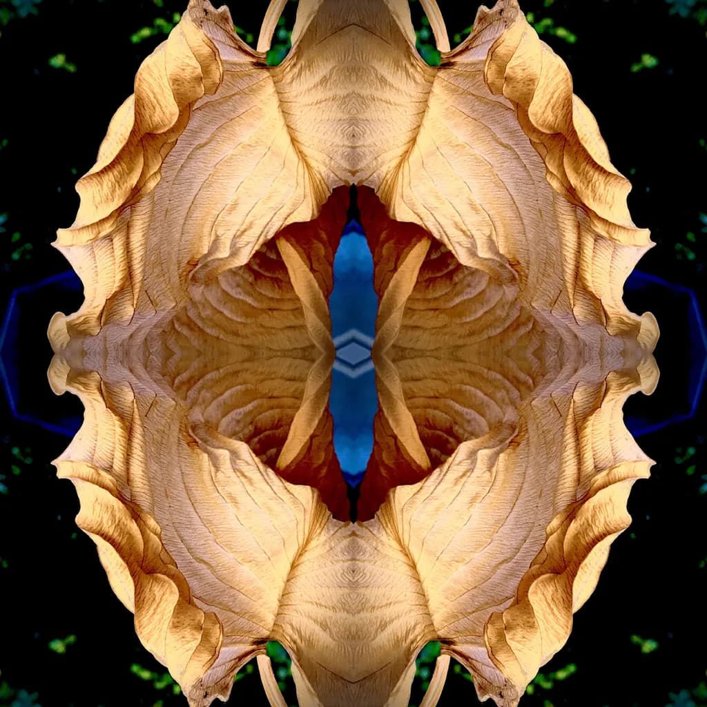 Hosta Echo