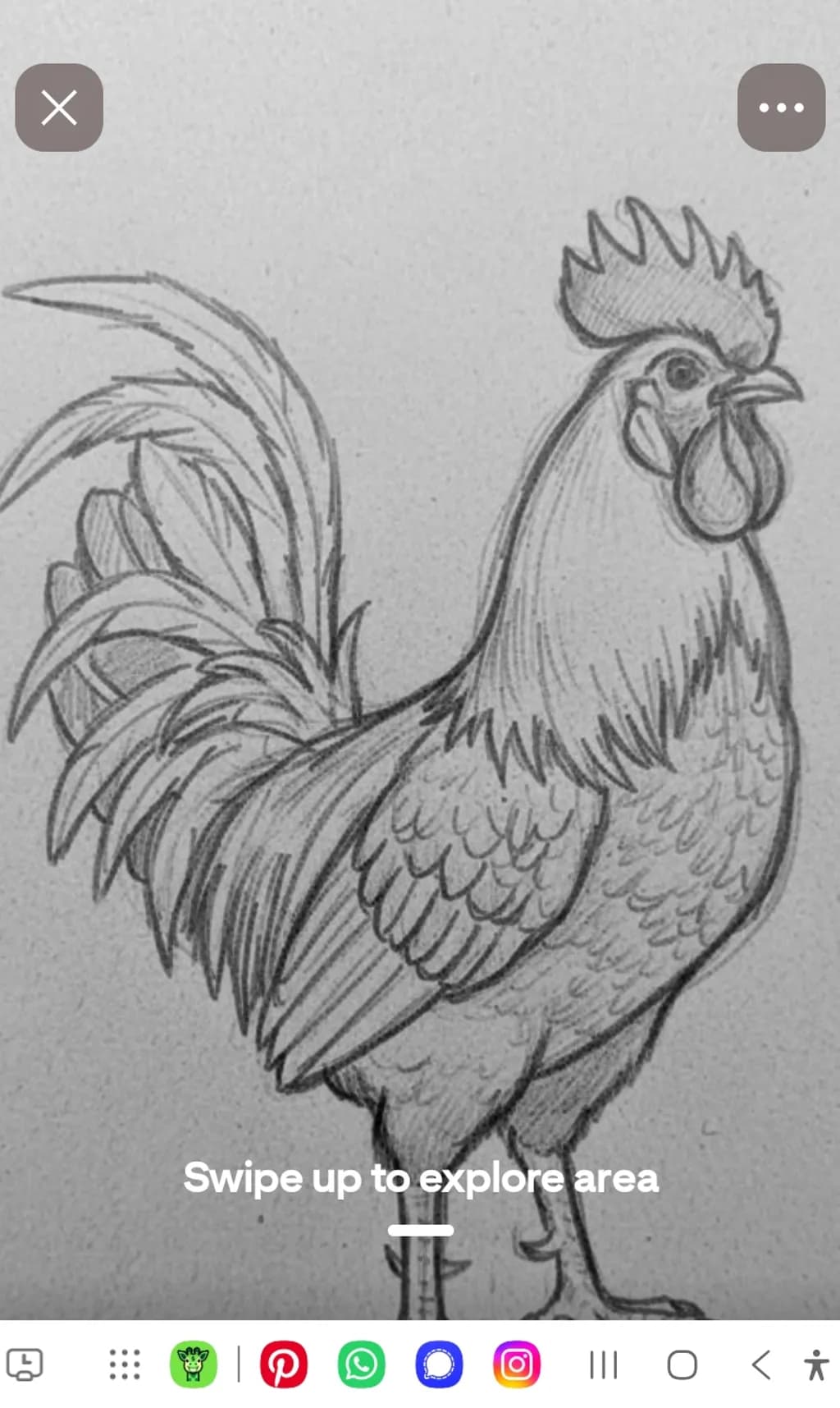 Rooster Outline