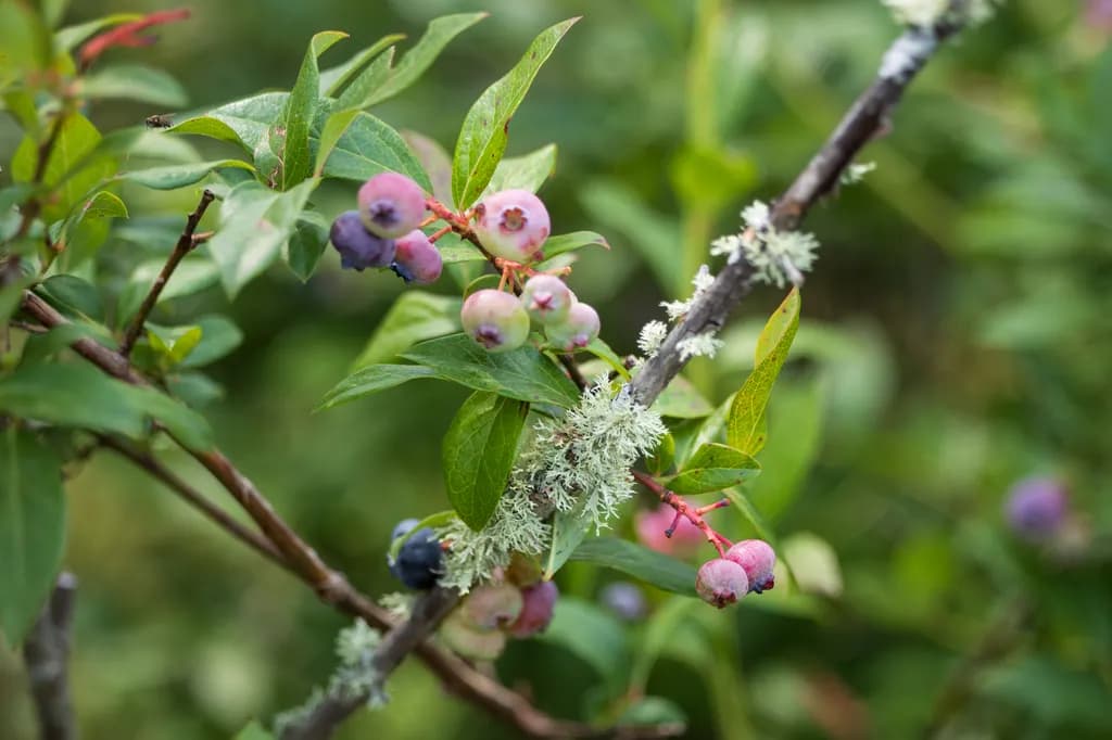 Gierke Blueberry Farm