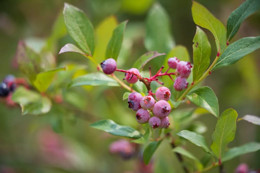 Gierke Blueberry Farm