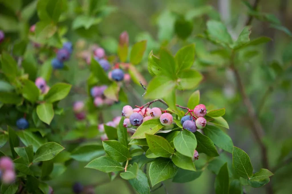 Gierke Blueberry Farm