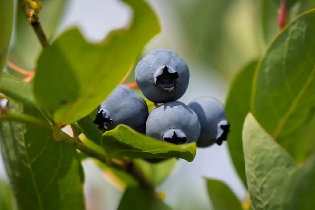 Gierke Blueberry Farm