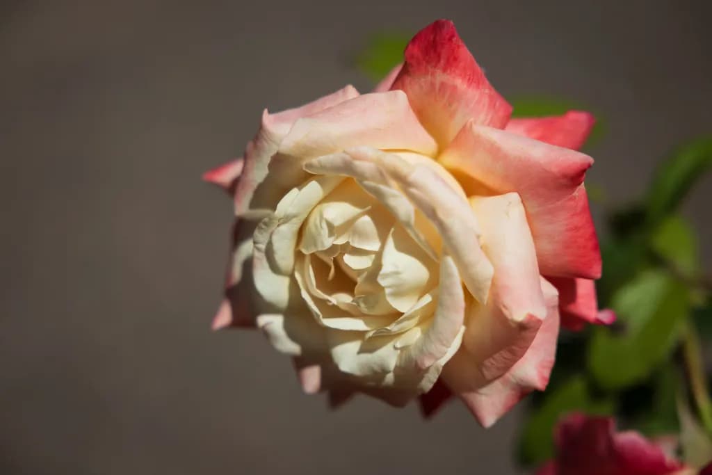 Jampot Bakery Rose