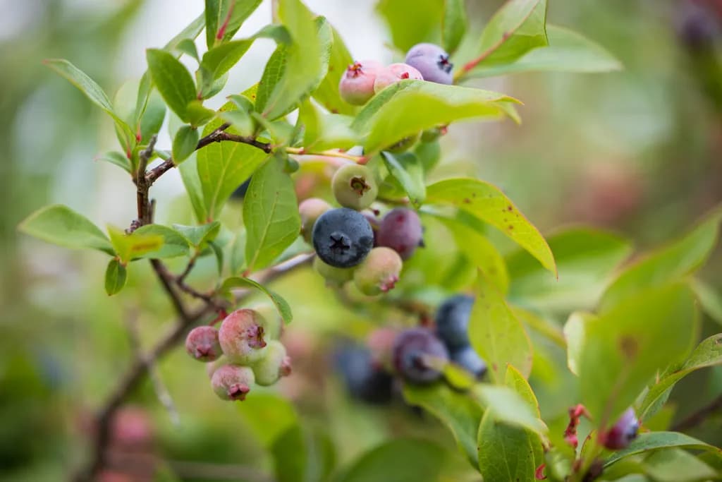 Gierke Blueberry Farm