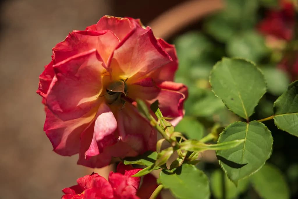 Jampot Bakery Rose