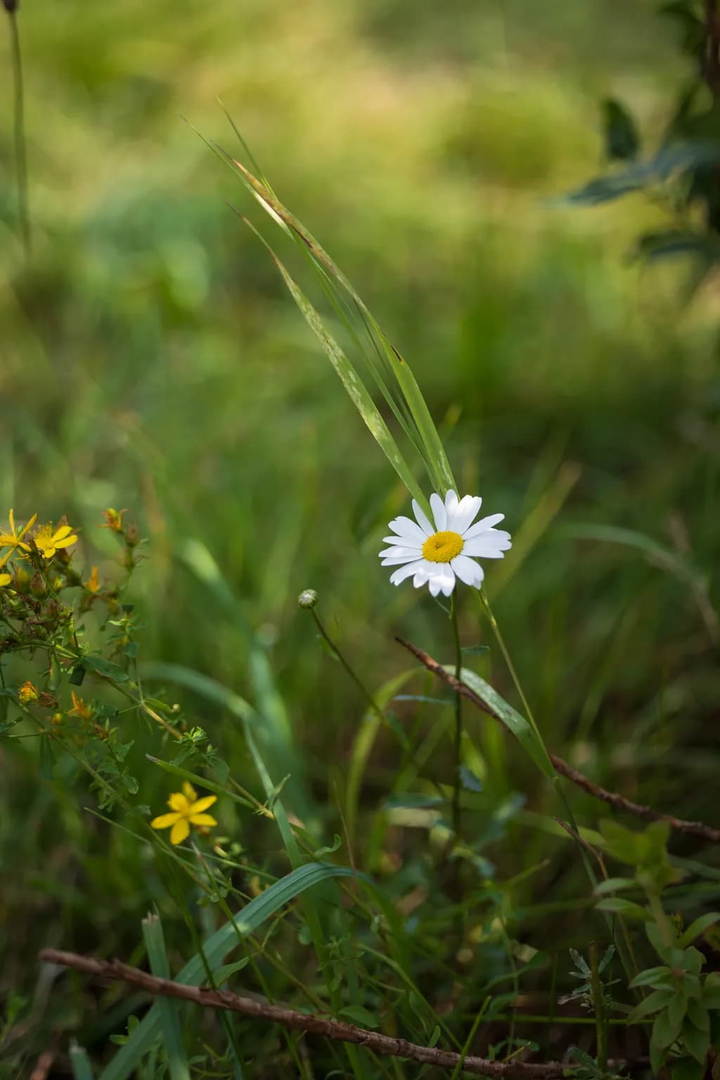 Gierke Blueberry Farm Daisy