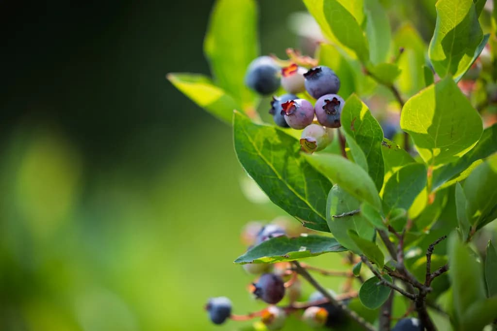 Blueberry Farm