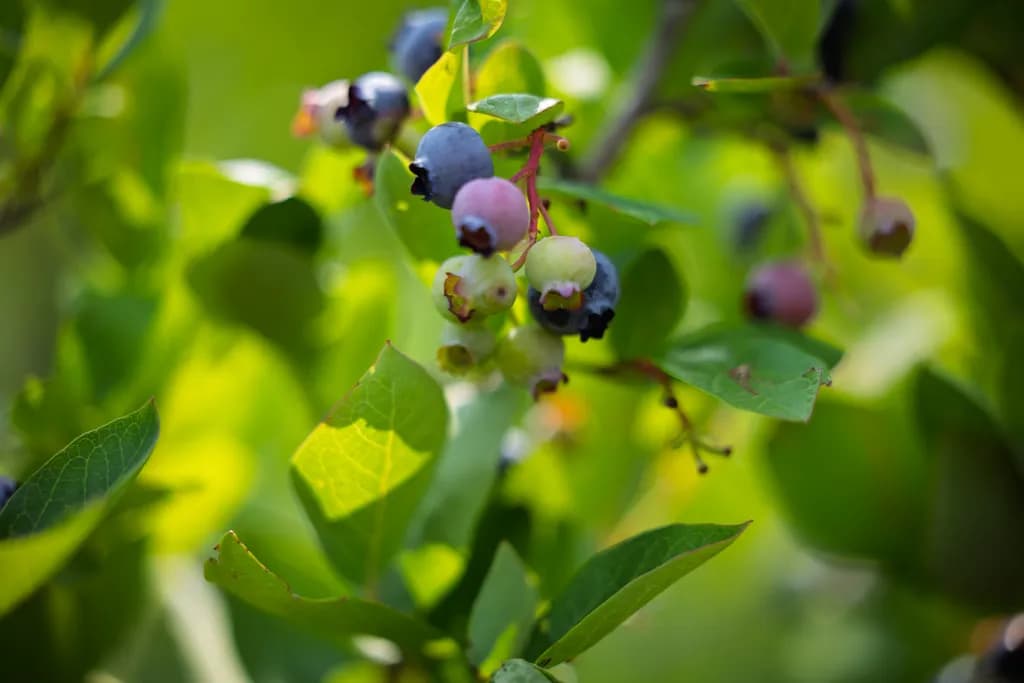 Gierke Blueberry Farm