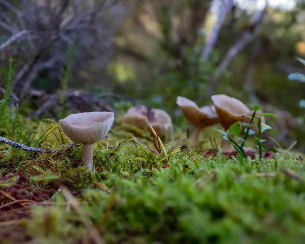 Loch Marie Mushroom