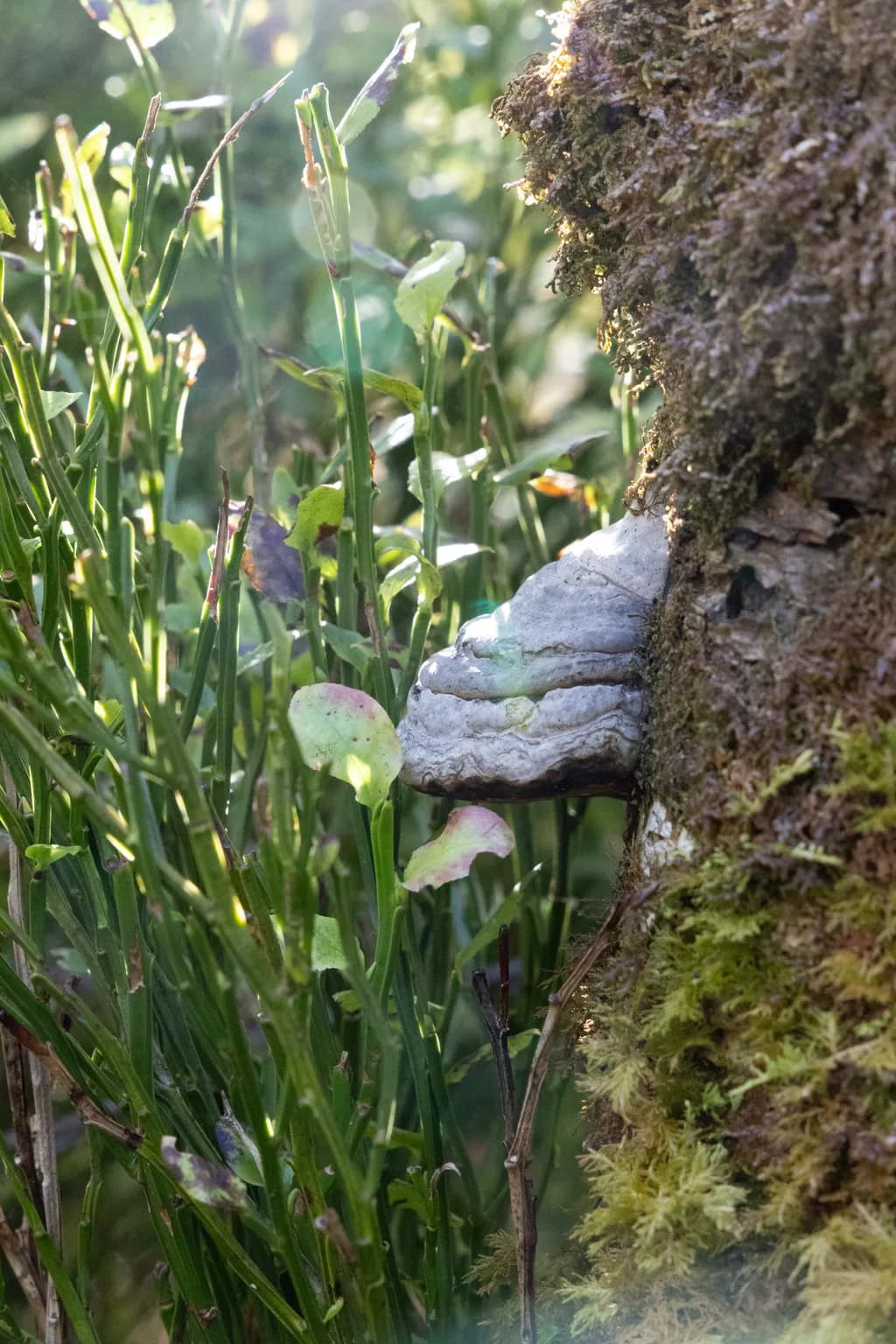 Mossbound Bracket Fungus