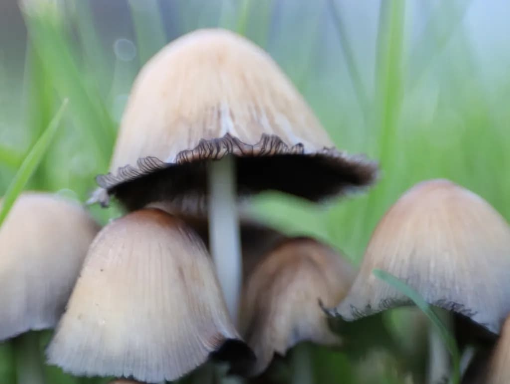Mushroom Cluster