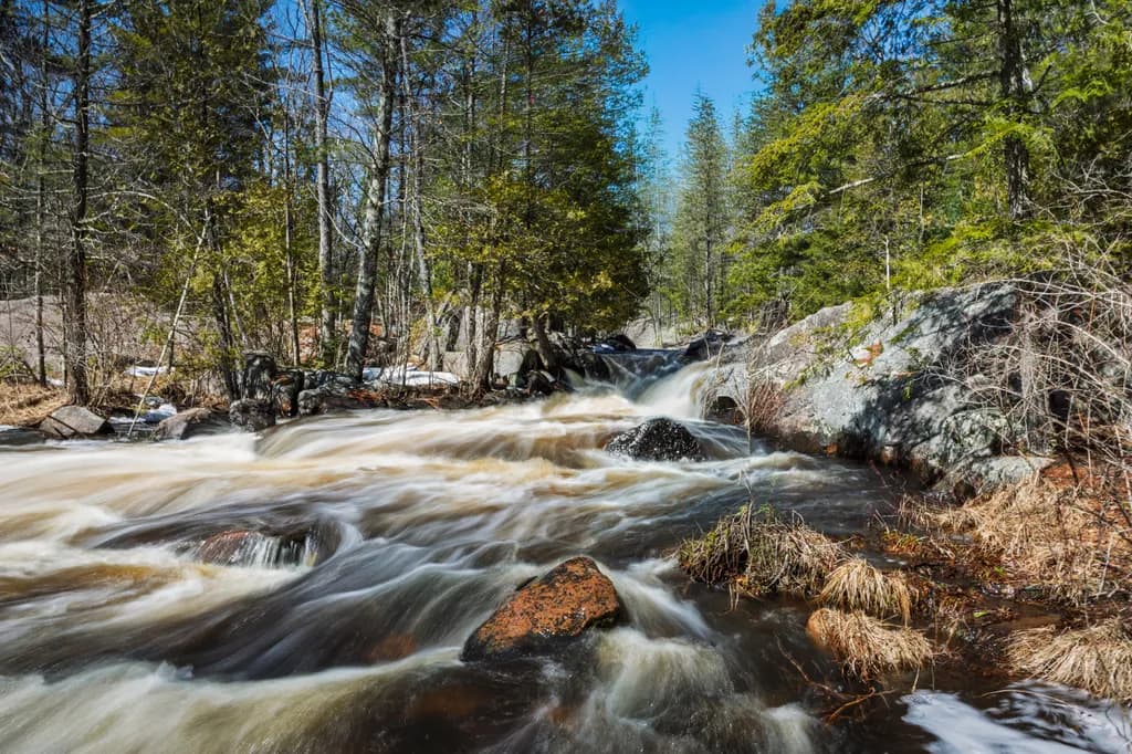 Forest Stream Rush