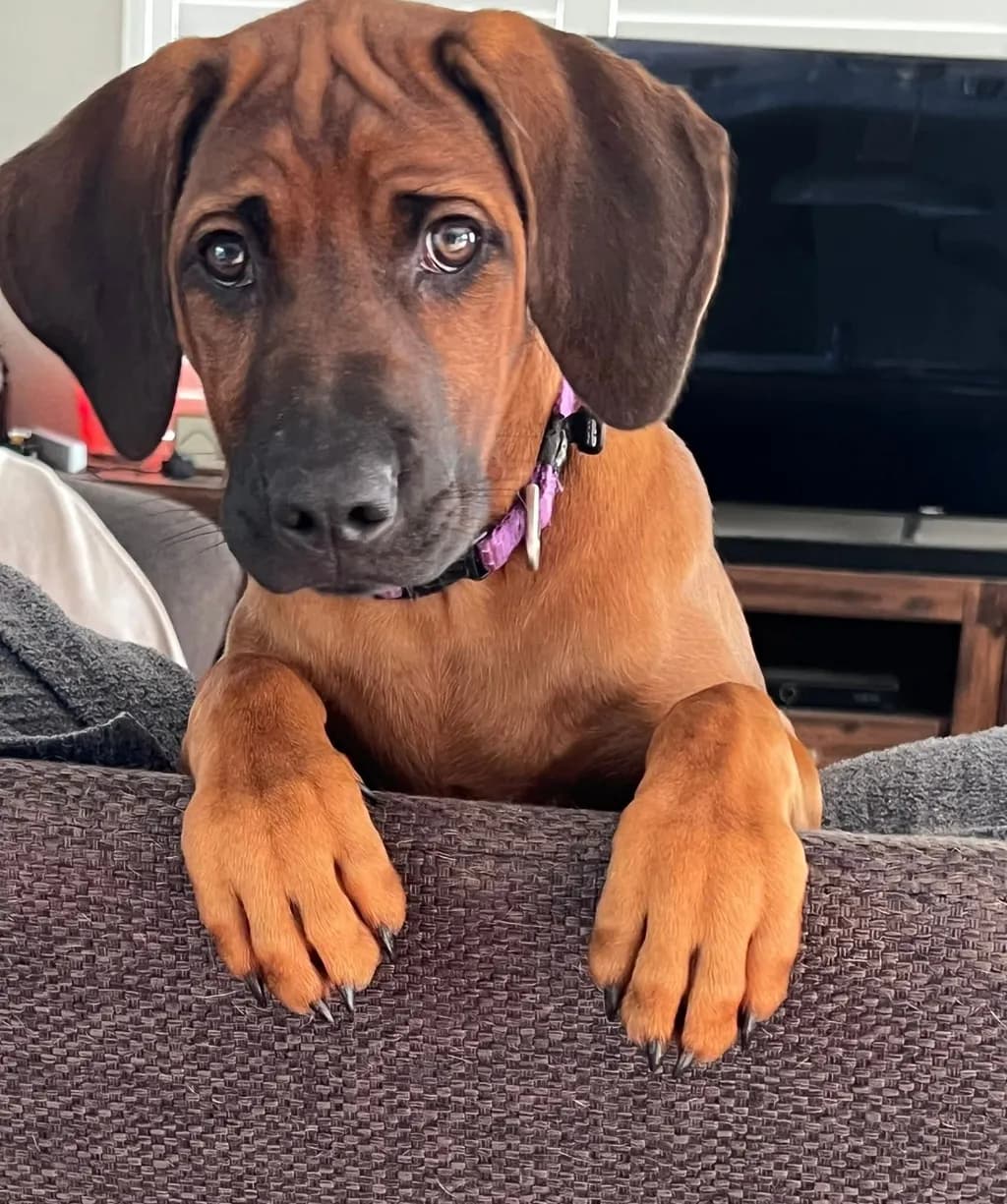 Puppy Gaze