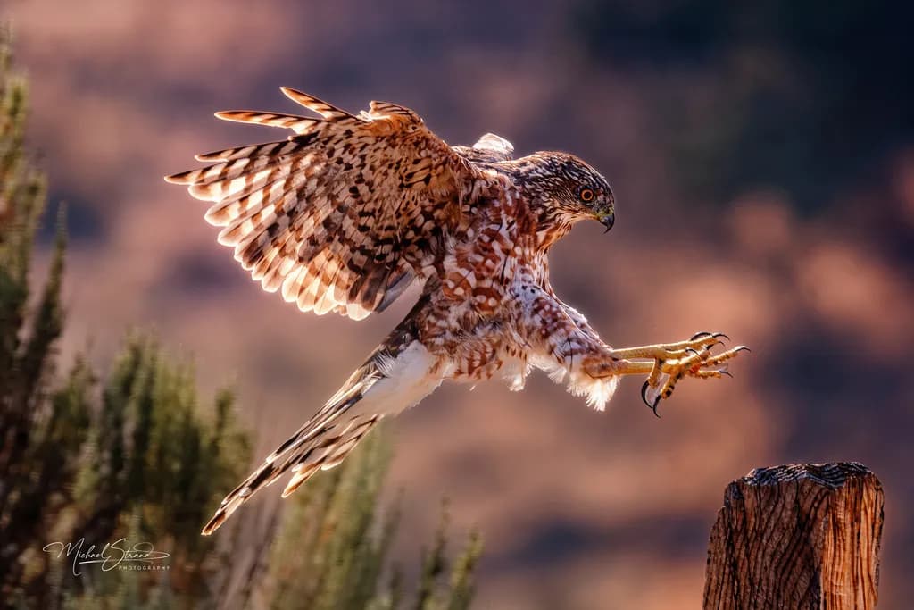 Cooper's Hawk Landing