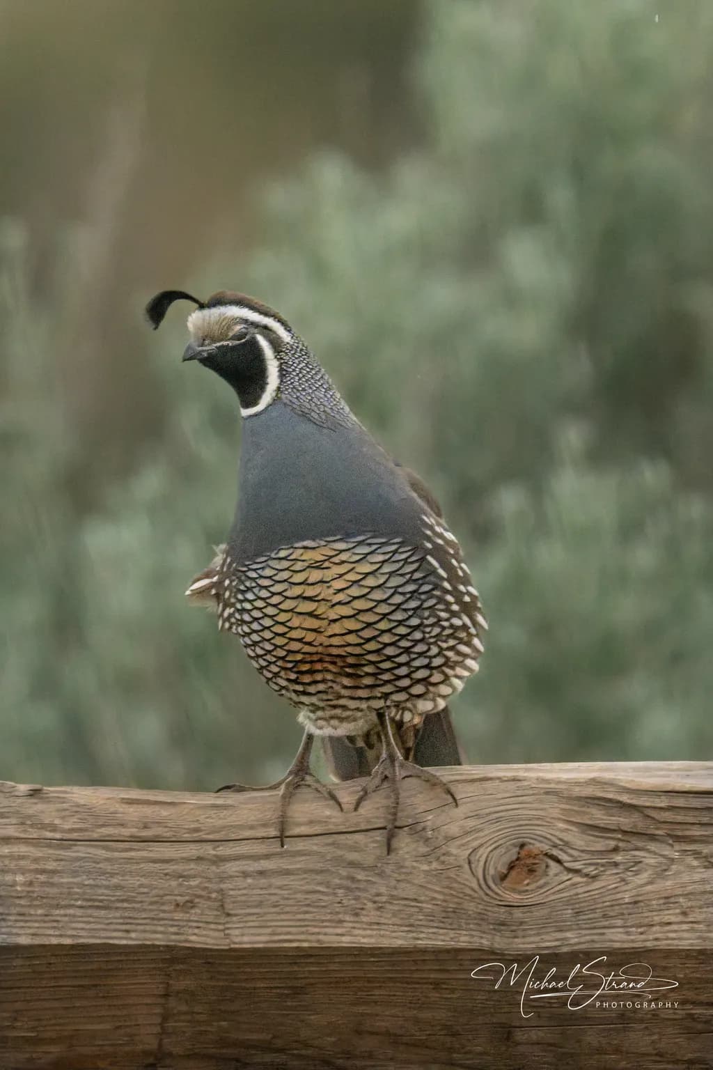 Pretty Quail