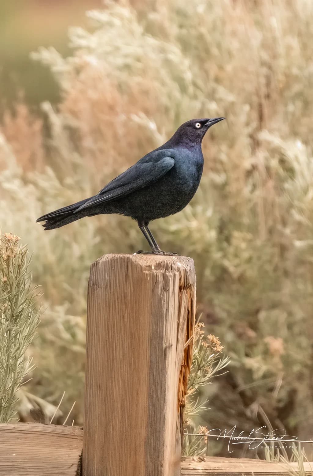 Brewer's Blackbird Portrait