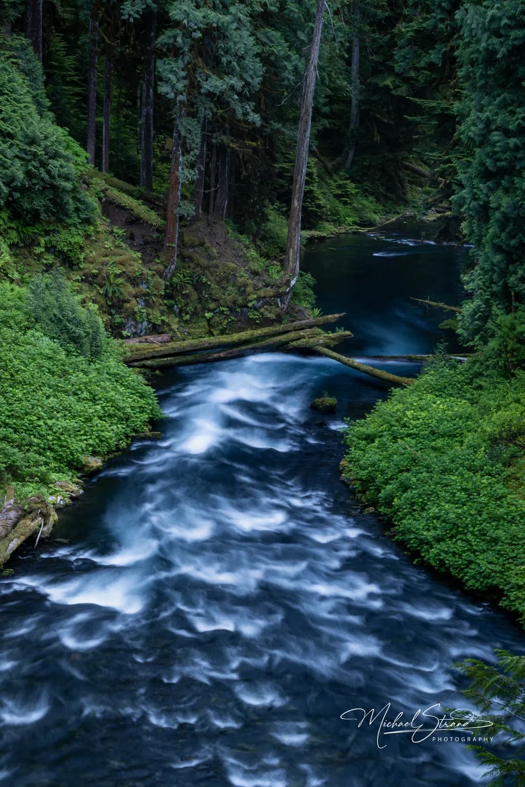 Deep Forest River Flow