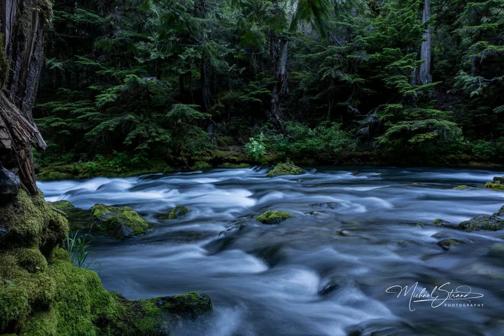 Forest Magic