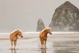 Blustery Morning with Two Haflingers