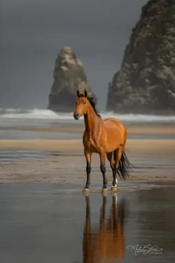 Olderburger Portrait at Cannon Beach