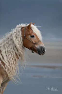 Haflinger Blonde Mane