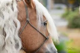 Haflinger Tight Portrait