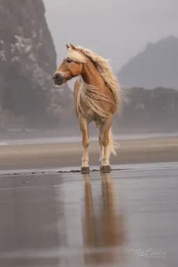 Windswept Haflinger at Cannon Beach