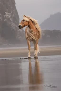 Haflinger at Cannon Beach