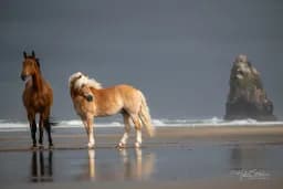 Haflinger and Oldenberger at Cannon Beach