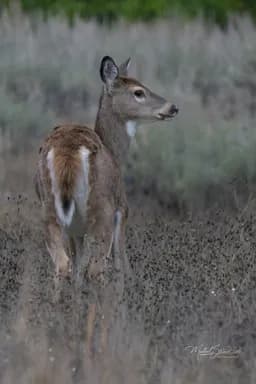 White Tail in the Reeds